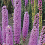 Liatris spicata 'Floristan Violett' 