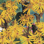 Ligularia dentata 'Desdemona' 