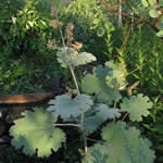 Macleaya cordata (Bocconia cordata)