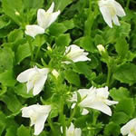 Mazus reptans 'Albus' 