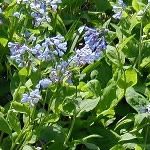 Mertensia virginica 