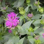 Monarda 'Blaustrumpf' 'Blue Stocking'