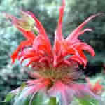 Monarda 'Squaw' 