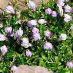 Mazus reptans 