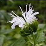 Monarda 'Snow White'