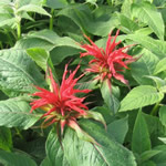 Monarda 'Cambridge Scarlet' 