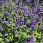 Nepeta faassenii 