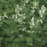 Nepeta faassenii 'Alba' 