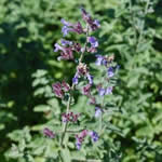 Nepeta faassenii 'Walkers Low'