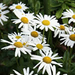 Nipponanthemum nipponicum 