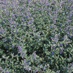 Nepeta faassenii 'Six Hills Giant' 