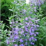 Nepeta sibirica 