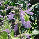 Nepeta sibirica ‘Souvenir d’Andre Chaudron’