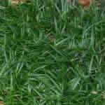 Ophiopogon japonicus 'Gyoko Ryu’ 