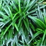 Ophiopogon japonicus 'Kioto' 