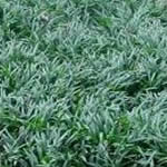 Ophiopogon japonicus 'Nana'