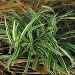 Ophiopogon japonicus 'Pam Harper' 