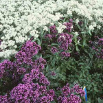 Origanum laevigatum 'Herrenhausen'