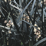 Ophiopogon planiscapus ‘Niger' (0. p. nigrescens) 