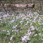 Phlox stolonifera 'Irridescens'