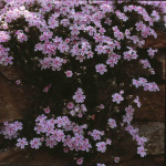 Phlox subulata 'Candy Stripes' 