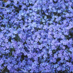 Phlox subulata 'Emerald Blue'