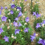 Platycodon grandiflorus 'Mariesii' 