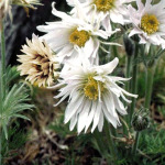 Pulsatilla vulgaris 'Papageno'