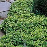 Pachysandra terminalis