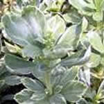 Pachysandra terminalis 'Silver Edge'