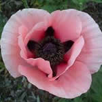 Papaver orientale 'Karine'