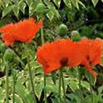 apaver orientale 'Orange Rot'