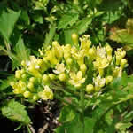 Patrinia gibbosa