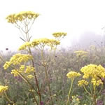 Patrinia scabiosifolia