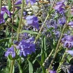 Penstemon strictus