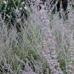 Perovskia atriplicifolia 'Filigran'
