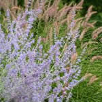 Perovskia atriplicifolia 'Longin'