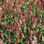 Persicaria affinis (Polygonum a.)