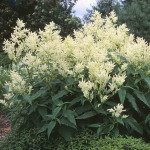 Persicaria polymorpha (Polygonum p.)