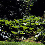 Petasites japonicus