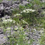 Peucedanum verticillare