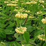 Phlomis russeliana (P. samia hort.)