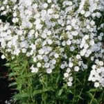 Phlox carolina 'Miss Lingard'