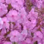 Phlox maculata 'Alpha'