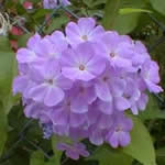 Phlox paniculata 'Blue Boy'