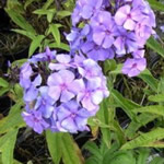Phlox paniculata 'Blue Paradise'