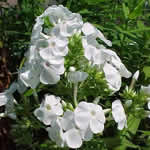 Phlox paniculata 'David'