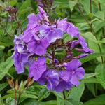 Phlox paniculata 'Franz Schubert'
