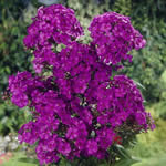 Phlox paniculata 'Nicky' 