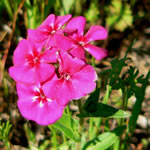 Phlox paniculata 'Sandra'